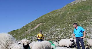 Rolf Kalbermatten (rechts) will am S&ouml;mmerungssystem auf der Moosalp derzeit nichts &auml;ndern.