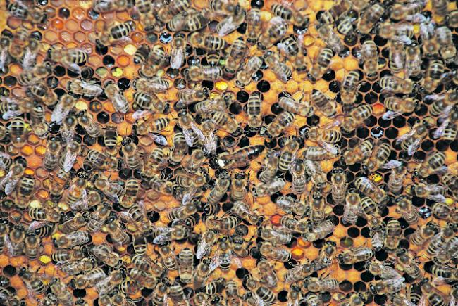 Doch kein verbotenes Captafol in Walliser Bienenstöcken