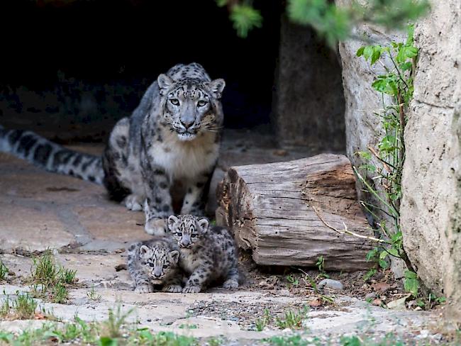 Schneeleoparden-Mutter Mayhan zeigte sich am Mittwoch im Zoo Basel erstmals mit zwei ihren Babies auf der Aussenlage.