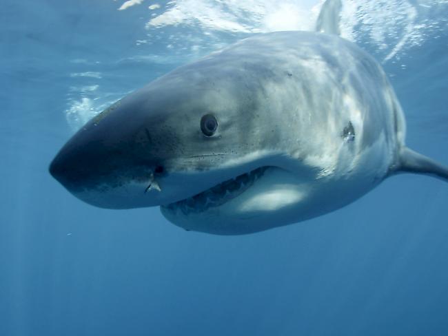 Ein Hai tötete am Samstag einen Taucher vor der Küste Tasmanien. Ob es wie im Foto ein weisser Hai war, ist nicht geklärt. (Symbolbild)