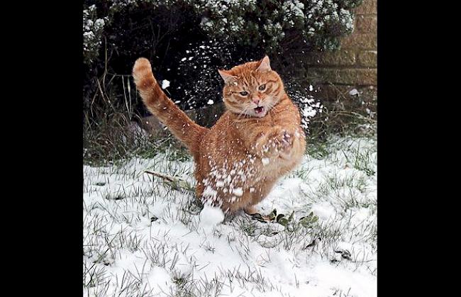 Die Katze freut sich über den Schnee.
