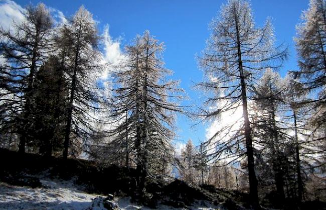 Gspon: Im Wald und auf der Heide