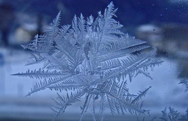 Eisblume am Fenster