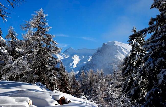 Gruss aus dem Salwald