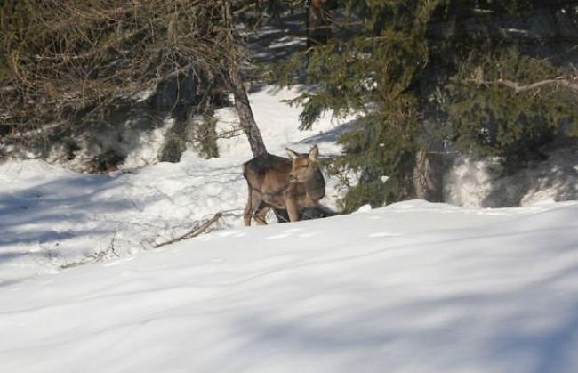 «Reh im Schnee»