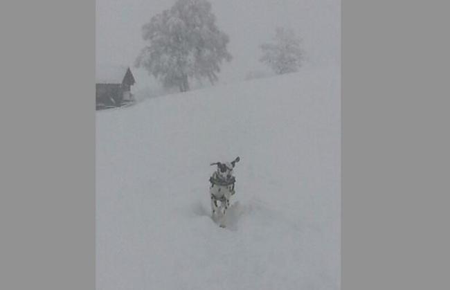 «Walking in the Winter Wonderland mit Luna ufum Tärmer Fäld.»