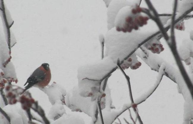 «Mahlzeit im Schneesturm in Jeizinen»