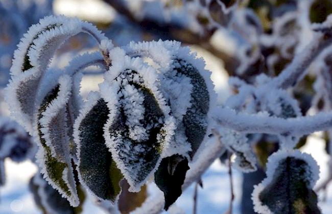 «Ein sehr schönes Winterherz und ein....»