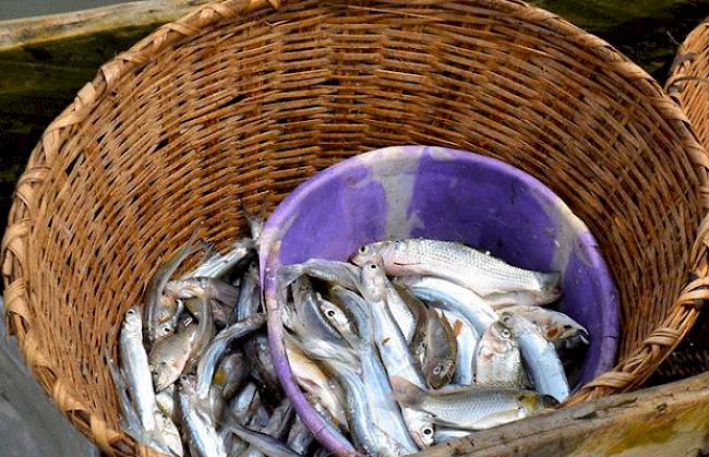 Frischer Fischfang, der zum nächsten Markt gebracht wird.