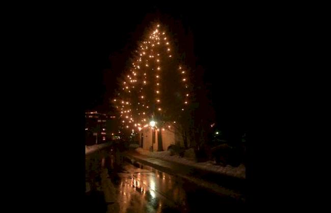 Weihnachtsbaum in Natura