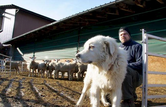 Seit Oktober beschützt der zehnjährige Rüde «Terremoto» der Rasse Maremmano Abruzzese die Schafe von Landwirt Helmut Bitz vor Angriffen vor Füchsen, Kolkraben und wenns sein muss vor Wölfen.