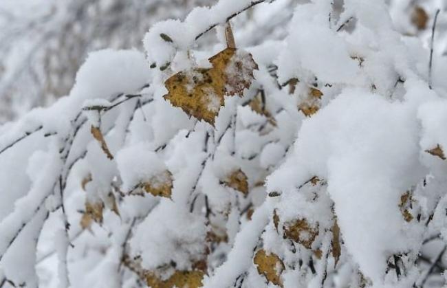 Winterliches Bild im November: Verschneite Bäume