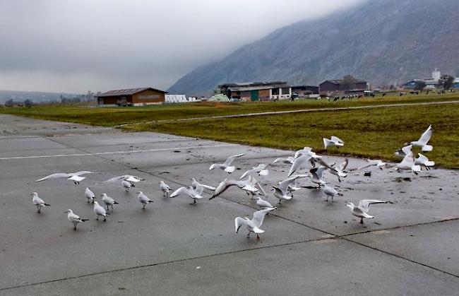 Möwen auf dem Flugplatz in Turtmann