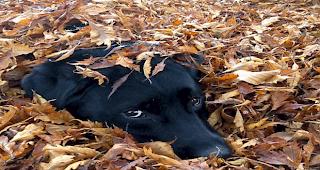 «Mein Hund Hannibal scheint die Blätter zu geniessen.»