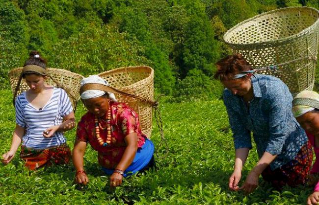 Sandra, Auerlia und Kumari beim Tee pflücken