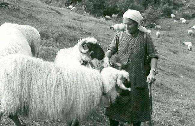 Regina Zimmermann-Treyer mit den Schafen im Baltschiedertal, um 1950