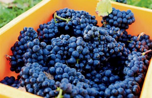 Unter Verdacht. Walliser Weinproduzenten sollen AOC-Regeln mechanisch umgangen haben.