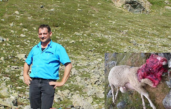 Alp-Chef Rolf Kalbermatten musste am Samstag dem Wildhüter erneut drei vom Wolf gerissene Tiere melden (eines davon kleines Foto).