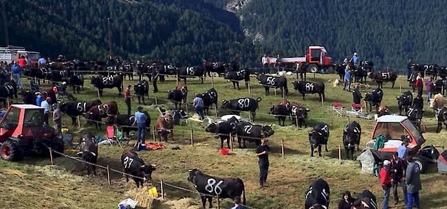 Impressionen vom Sommerstechfest in Visperterminen