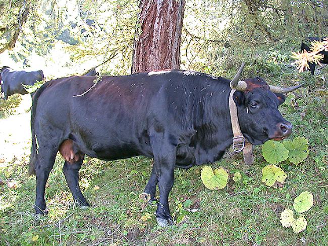 Die hiesigen Eringer haben im Tirol genetische Verwandte........