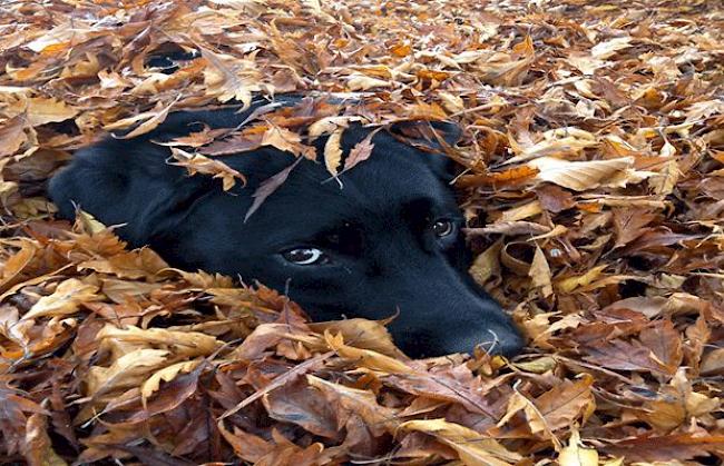 «Mein Hund Hannibal scheint die Blätter zu geniessen.»
