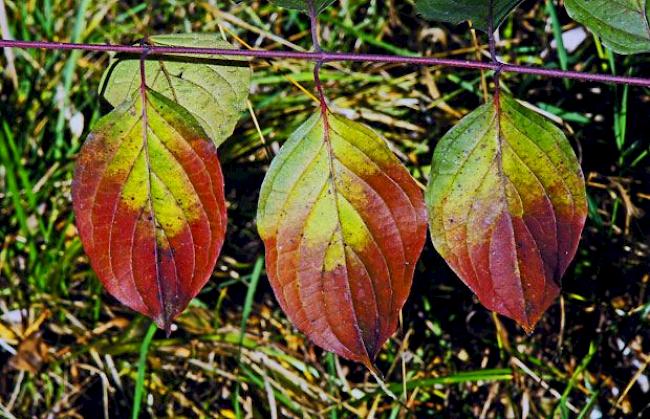 In der Herbstsonne färben