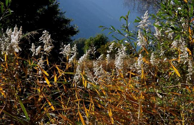 Herbst im Biotop