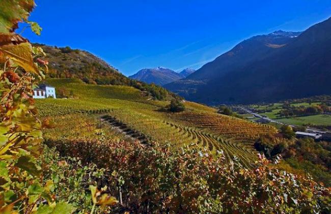 Kunstvoll angelegter Weinberg bei Leuk-Susten.