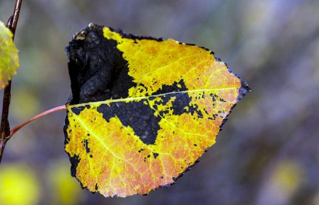 Herbstblatt