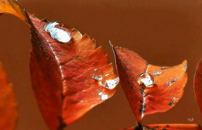 Goldiger Herbst in Grächen