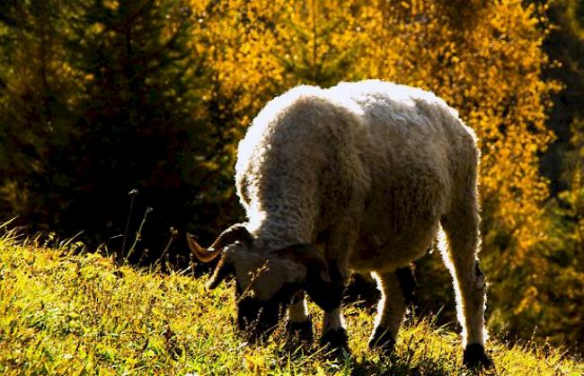 Schaf im Herbst.