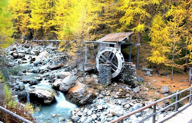 Die Lärchen färben sich gelb. Der Herbst hat in Saas-Fee Einzug gehalten.