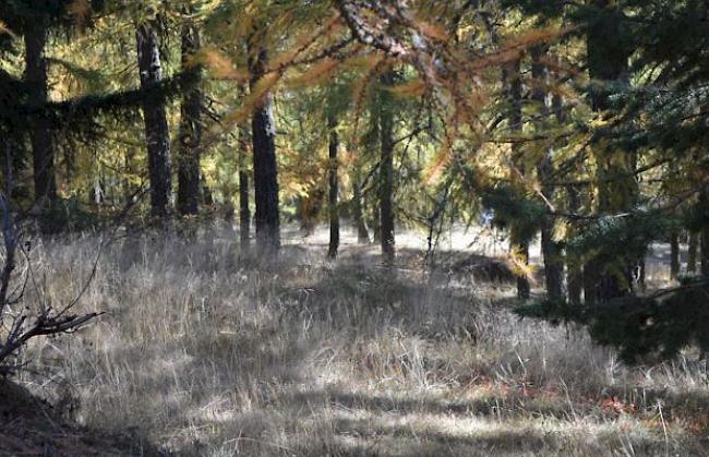 Geschmeidiger Herbst im Salwald