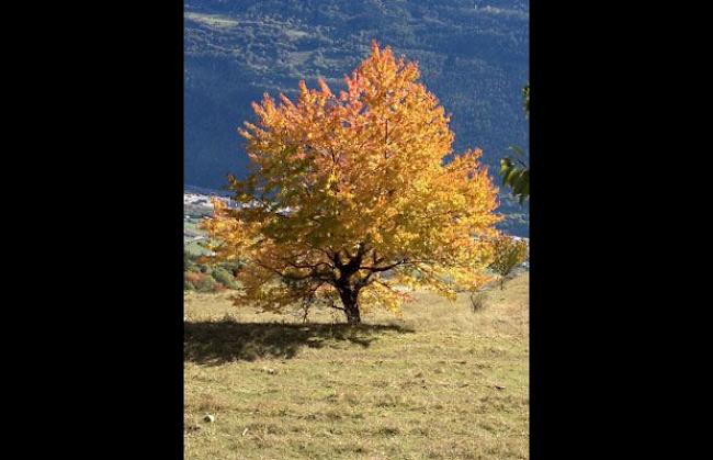 Herbstimpressionen