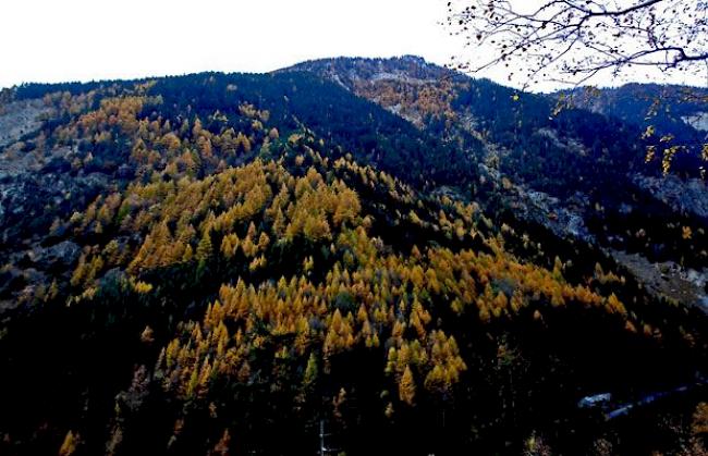 «Wer hat diesen Adler in den Wald gezeichnet?»