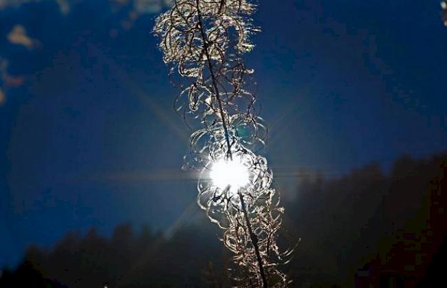 Sonne scheint durch das Weidenröschen