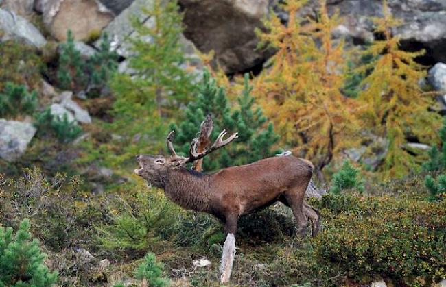 Jäger-Traum. Ab Montag beginnt im Wallis die Jagd auf röhrende Hirsche. 