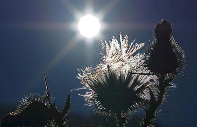 «Nachdem die Samen von der Sonne getrocknet wurden, machen sie sich zum Flug bereit, um sich zu vermehren.»