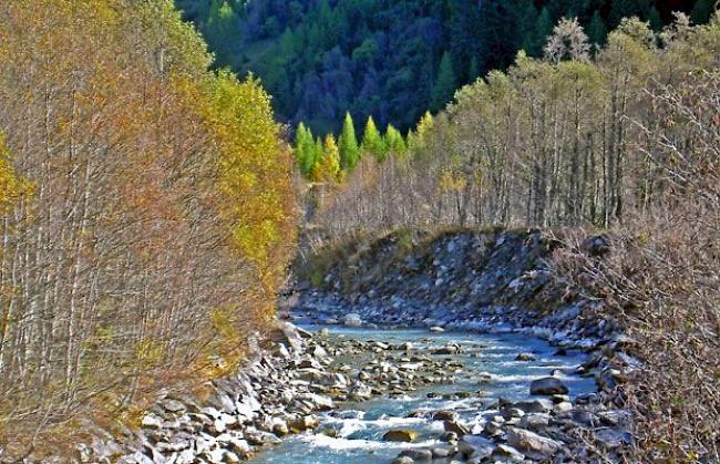 Junge Rhone im Herbst.