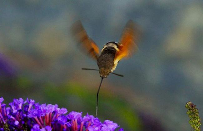 «Und sie fliegen bis zum ersten Frost.»