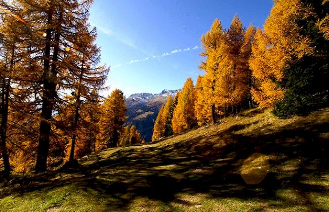 «Der Herbst in Bellwald hält Einzug.»