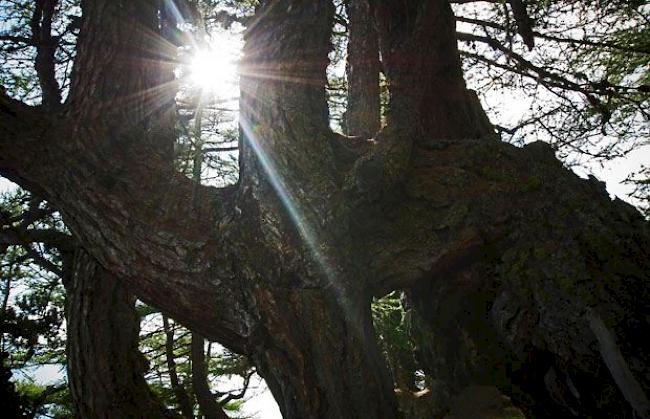 «Naturkreuz in der herbstlichen Abendsonne»