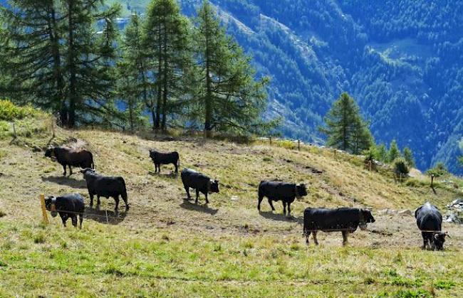 Alpabzug auf der Alpe Pletschen