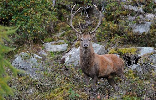 Ein kapitaler 12-Ender-Hirsch im Goms (Archiv).
