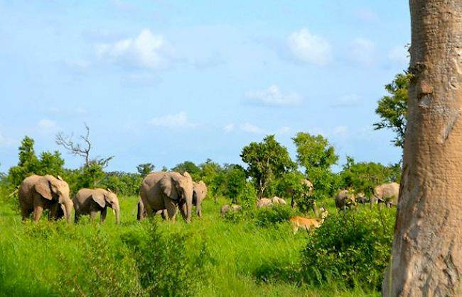 Elefanten im Pendjari Nationalpark im Norden Benins