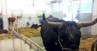 Die siebeneinhalbj&auml;hrige &laquo;Schakira&raquo; befindet sich seit letzter Woche im Tierspital in Bern.