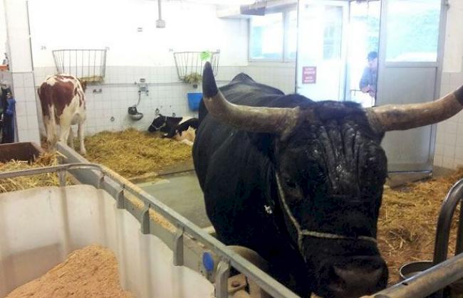 Die siebeneinhalbjährige «Schakira» befindet sich seit letzter Woche im Tierspital in Bern.