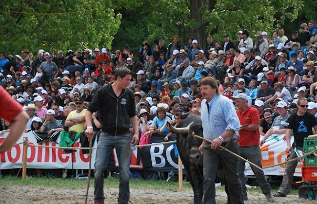 Renato (links) und Sepp Karlen führen Schakira beim Kantonalen 2013 in die Arena.