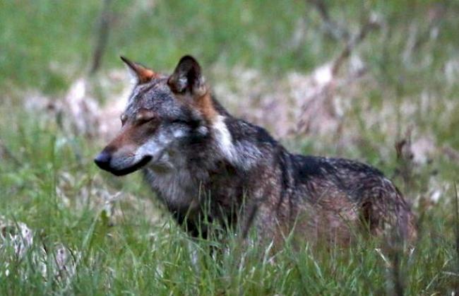 Ein Wolf, mutmasslich M35, fotografiert im Obergoms.