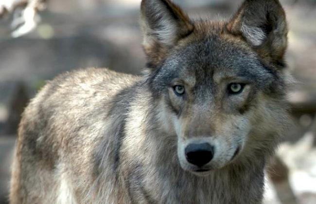 Wolf (Archiv)